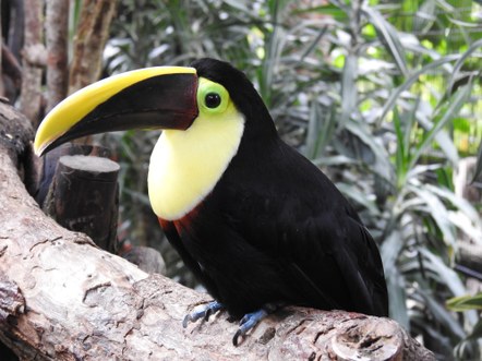 Costa Rica: Turtles, colorful birds and extradonary wildlife | Info Session