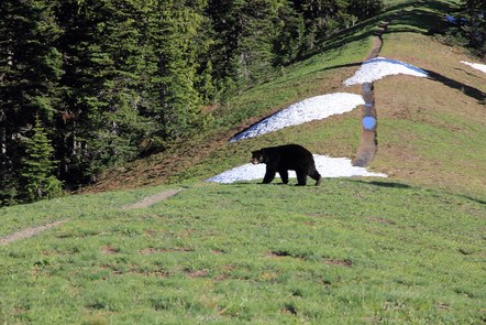 University of Washington Predator Ecology Lab: Cougars and Black Bears
