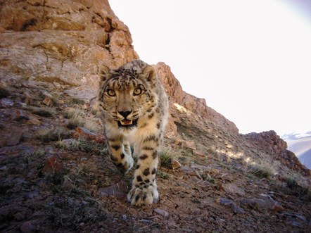 University of Washington Predator Ecology Lab: Snow Leopards