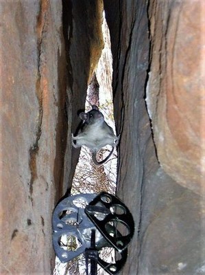 Rock Leader Rescue - Tacoma - 2023