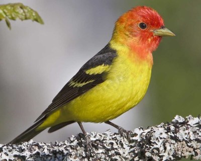 Spring Birds Identification