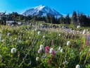 Summer Camp - Mountaineers at Mt. Rainier! - Tacoma