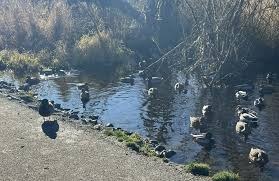 Adventure Activity - Soos Creek Trail to Lake Meridian Park