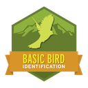 Basic Bird Identification