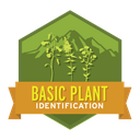 Basic Plant Identification