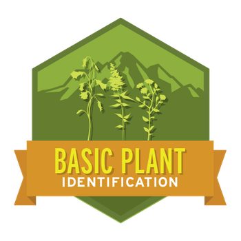 Basic Plant Identification
