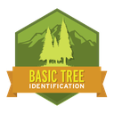 Basic Tree Identification
