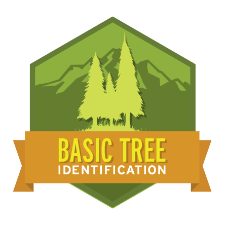 Basic Tree Identification — The Mountaineers