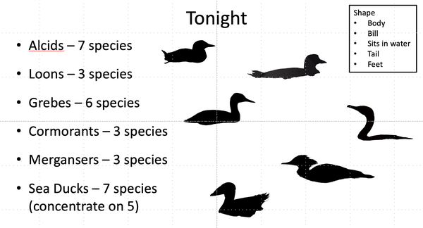 pelagic birds.png