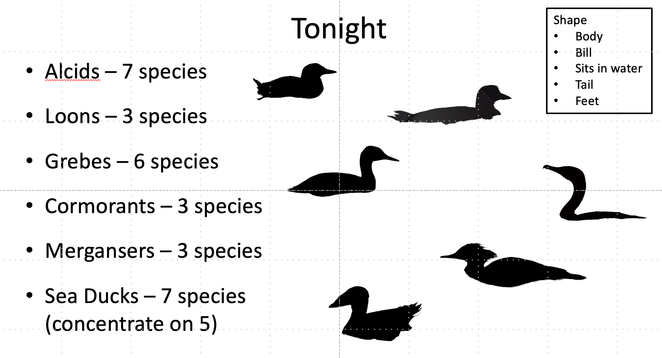 pelagic birds.png